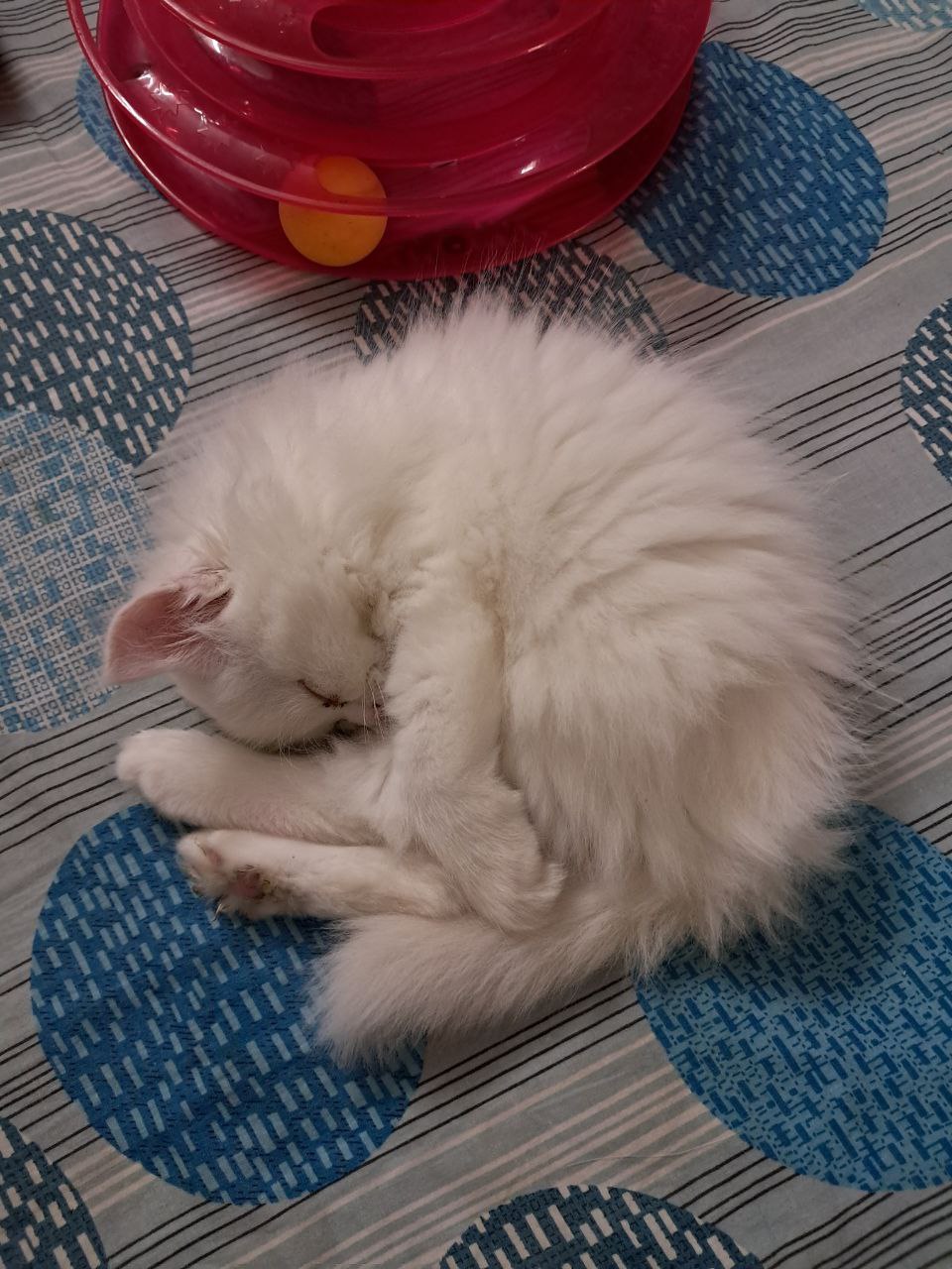 Persian Kitten