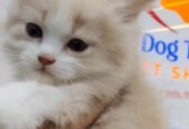 Persian Cat Bio colour