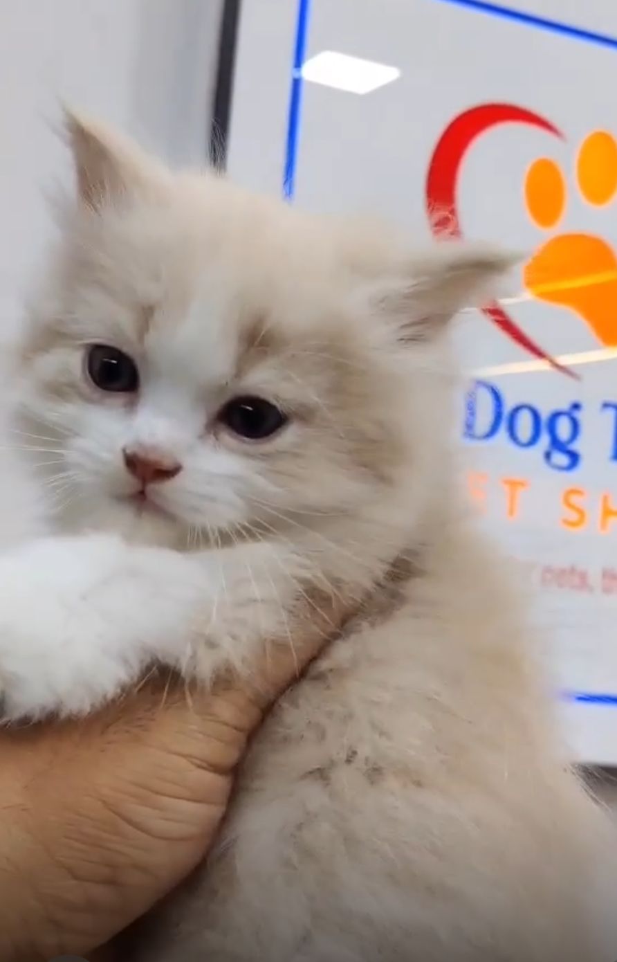 Persian Cat Bio colour