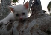 Cat sale