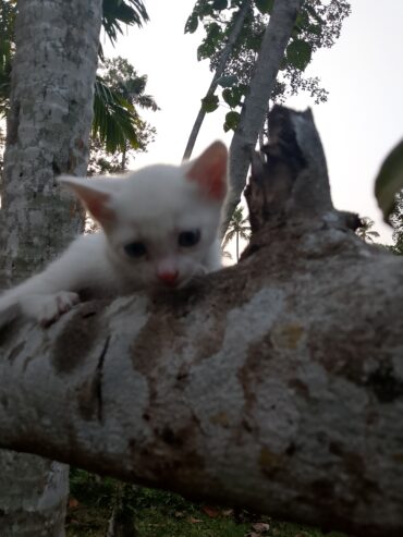 Cat sale