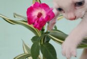 Cat sale