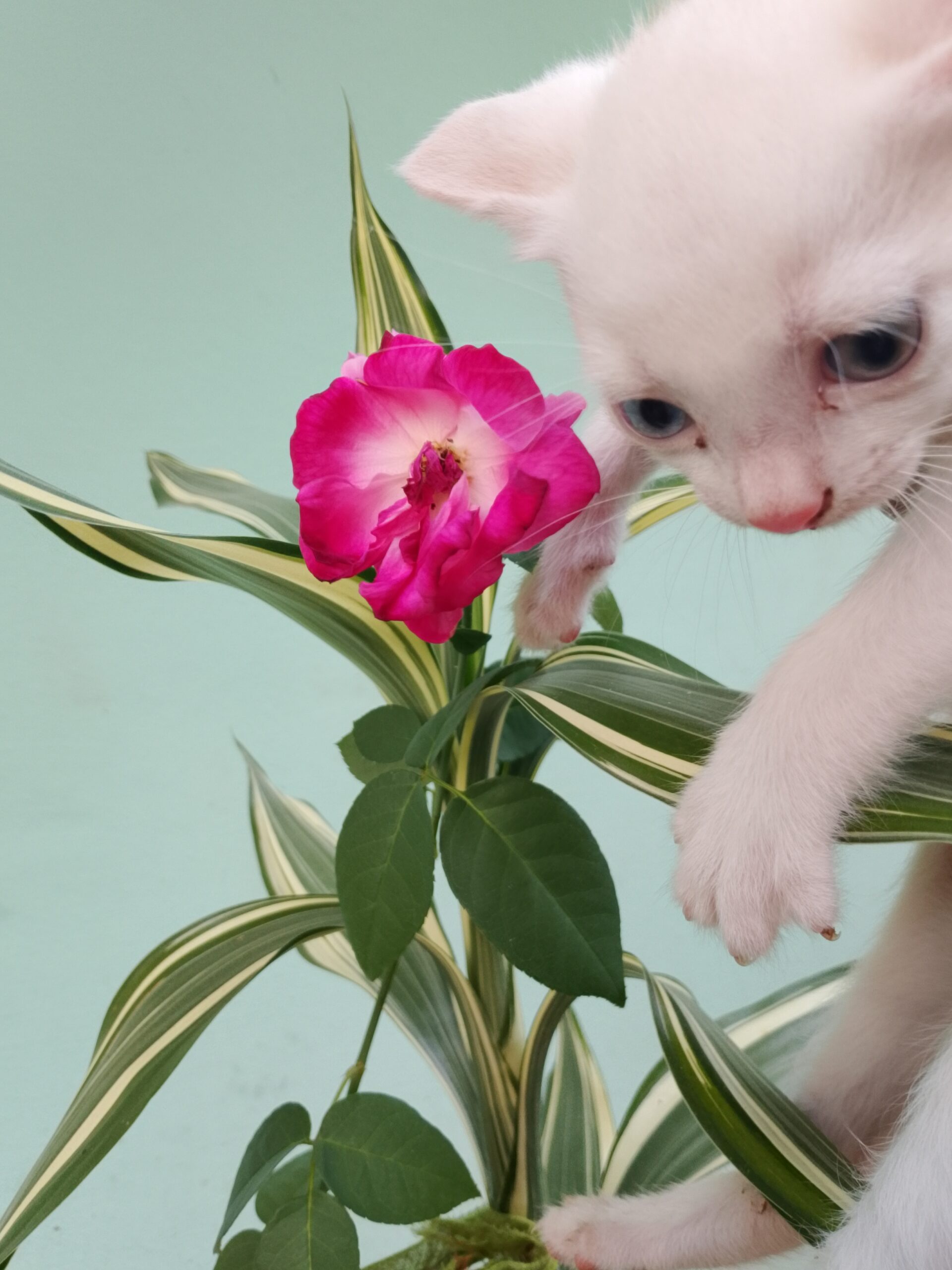 Cat sale