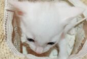 Cat sale