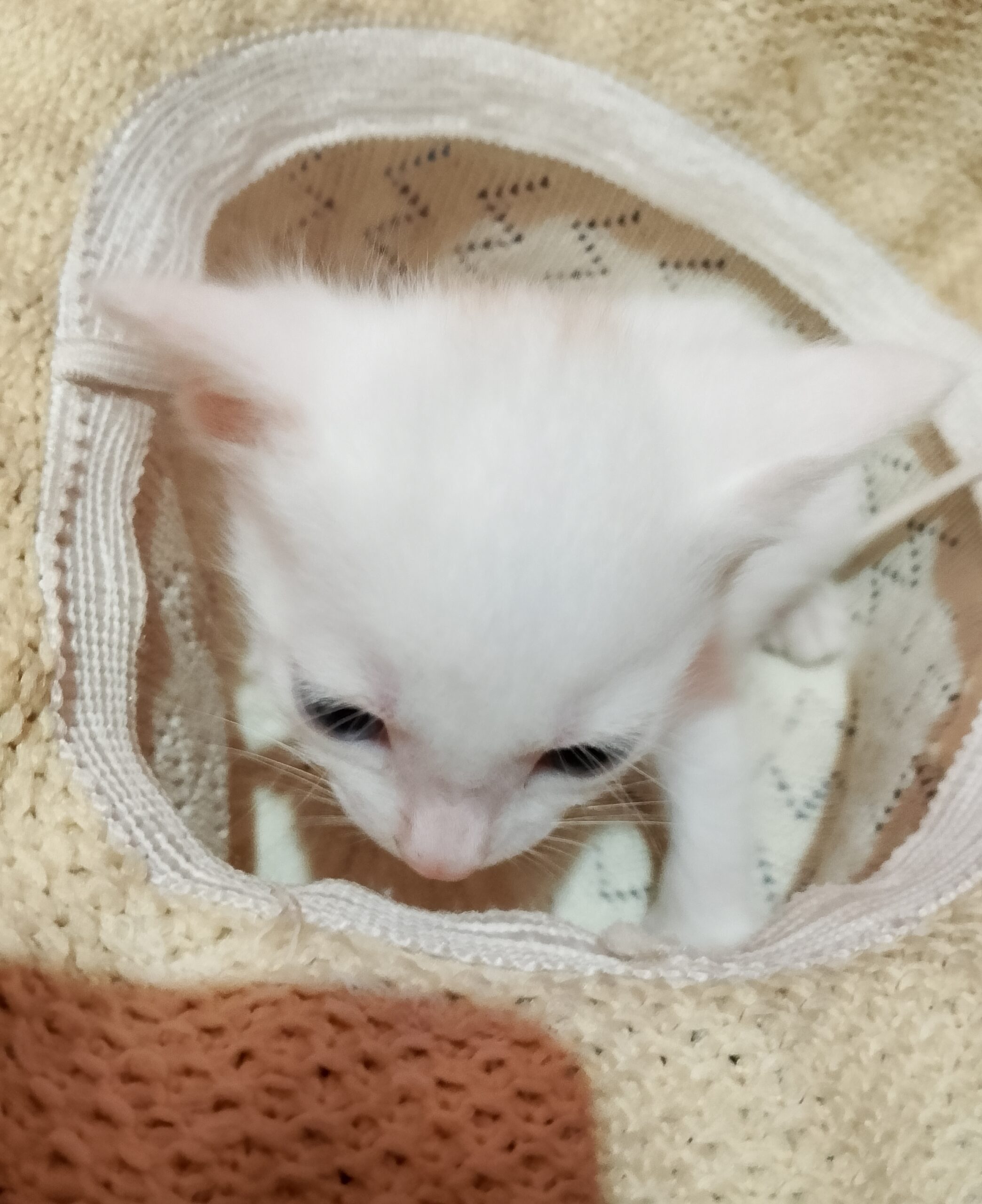 Cat sale