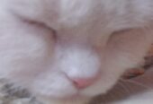Healthy White Persian Cat with Golden Eyes for Sale