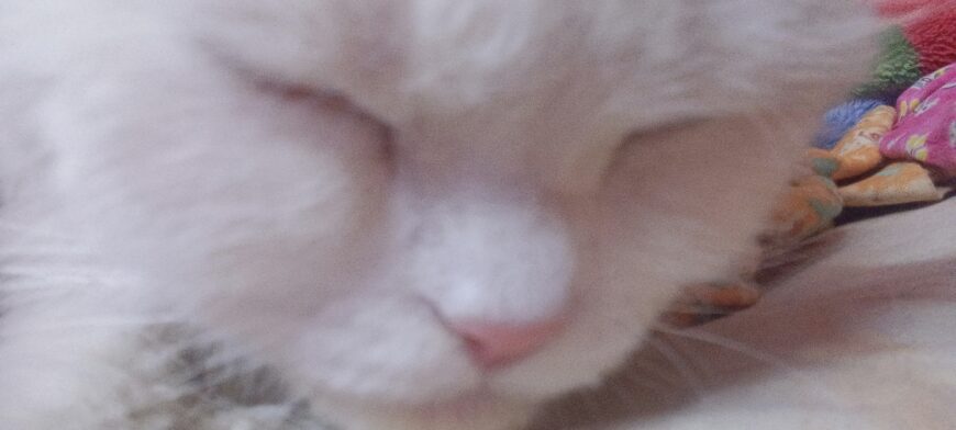 Healthy White Persian Cat with Golden Eyes for Sale