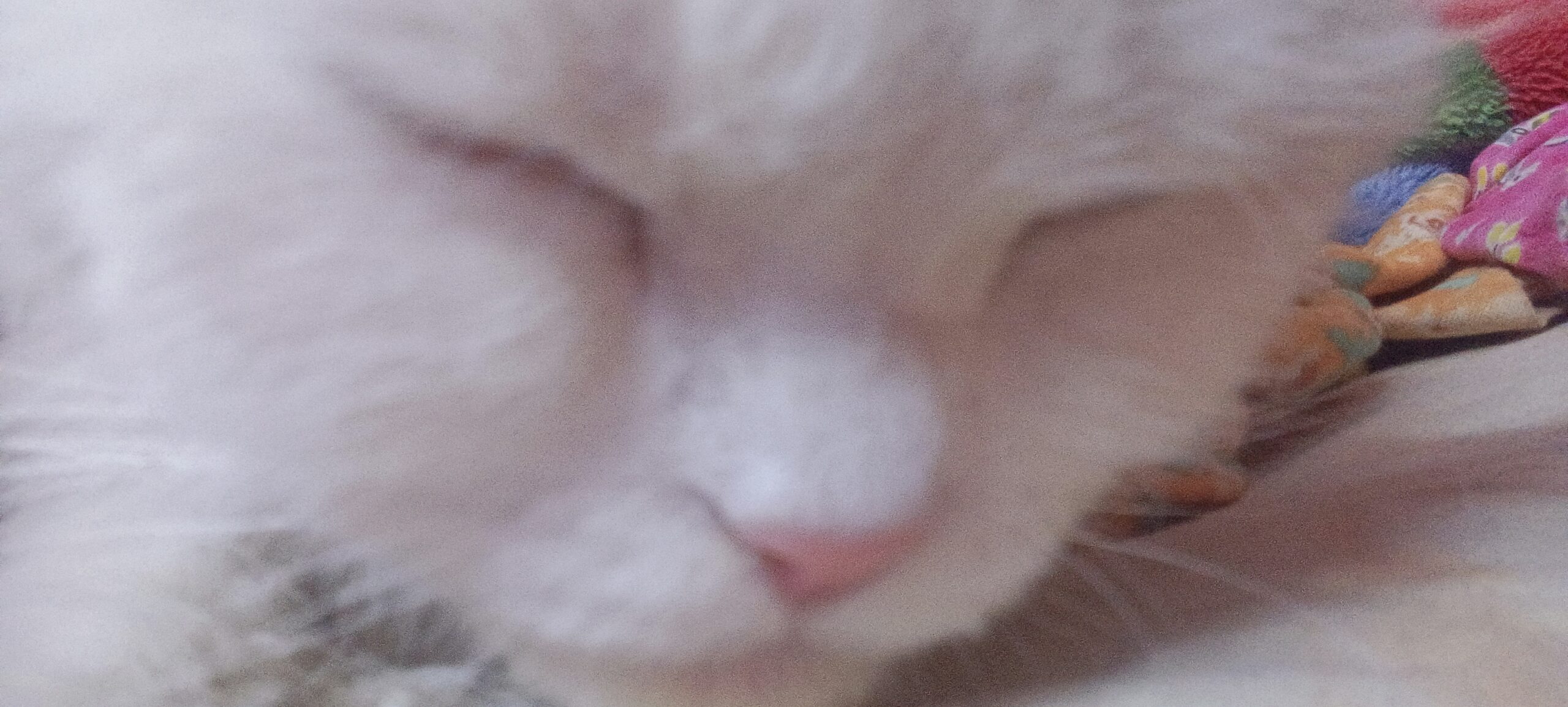 Healthy White Persian Cat with Golden Eyes for Sale