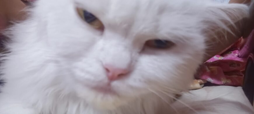 Healthy White Persian Cat with Golden Eyes for Sale