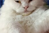 Healthy White Persian Cat with Golden Eyes for Sale