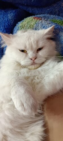 Healthy White Persian Cat with Golden Eyes for Sale