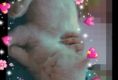 Healthy White Persian Cat with Golden Eyes for Sale