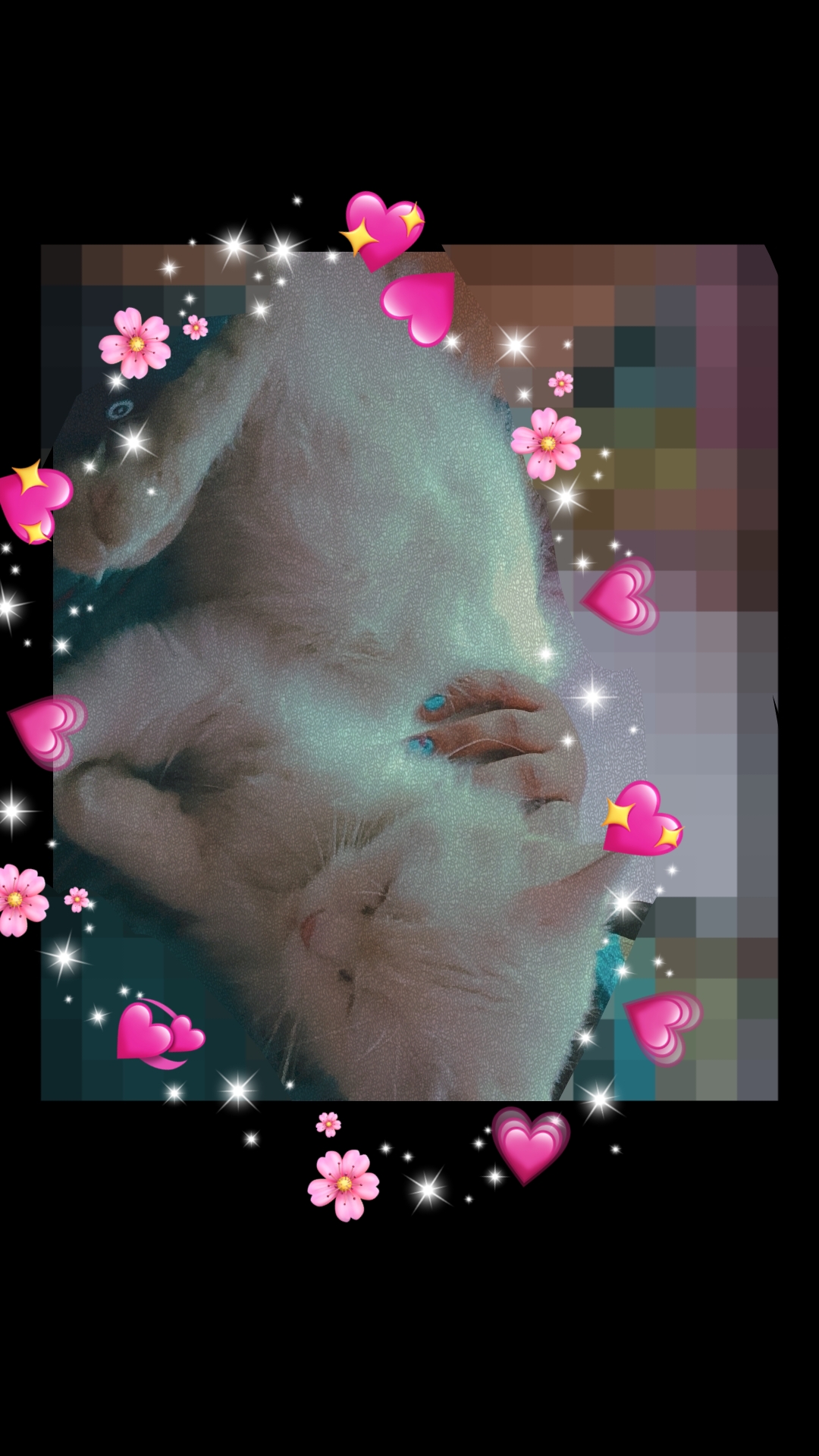 Healthy White Persian Cat with Golden Eyes for Sale