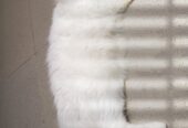 Healthy White Persian Cat with Golden Eyes for Sale