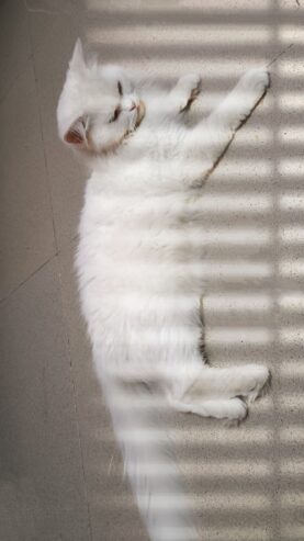 Healthy White Persian Cat with Golden Eyes for Sale