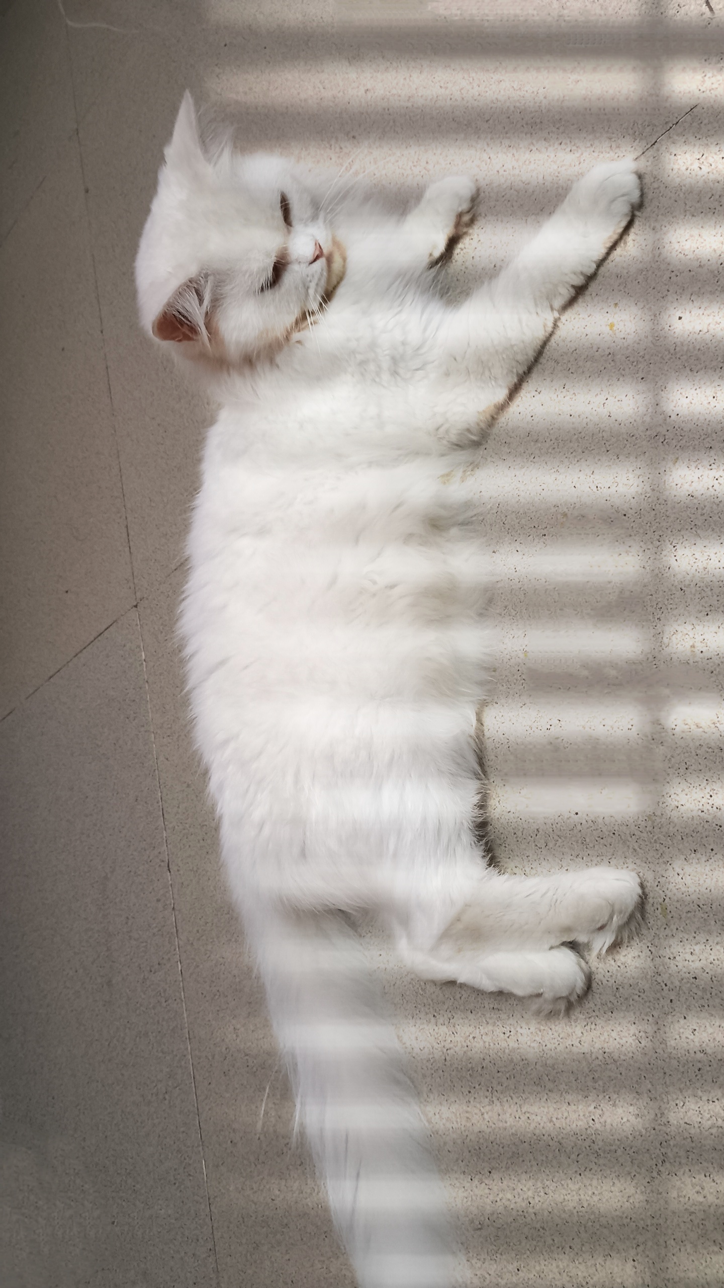 Healthy White Persian Cat with Golden Eyes for Sale