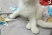 Persian white Kitten