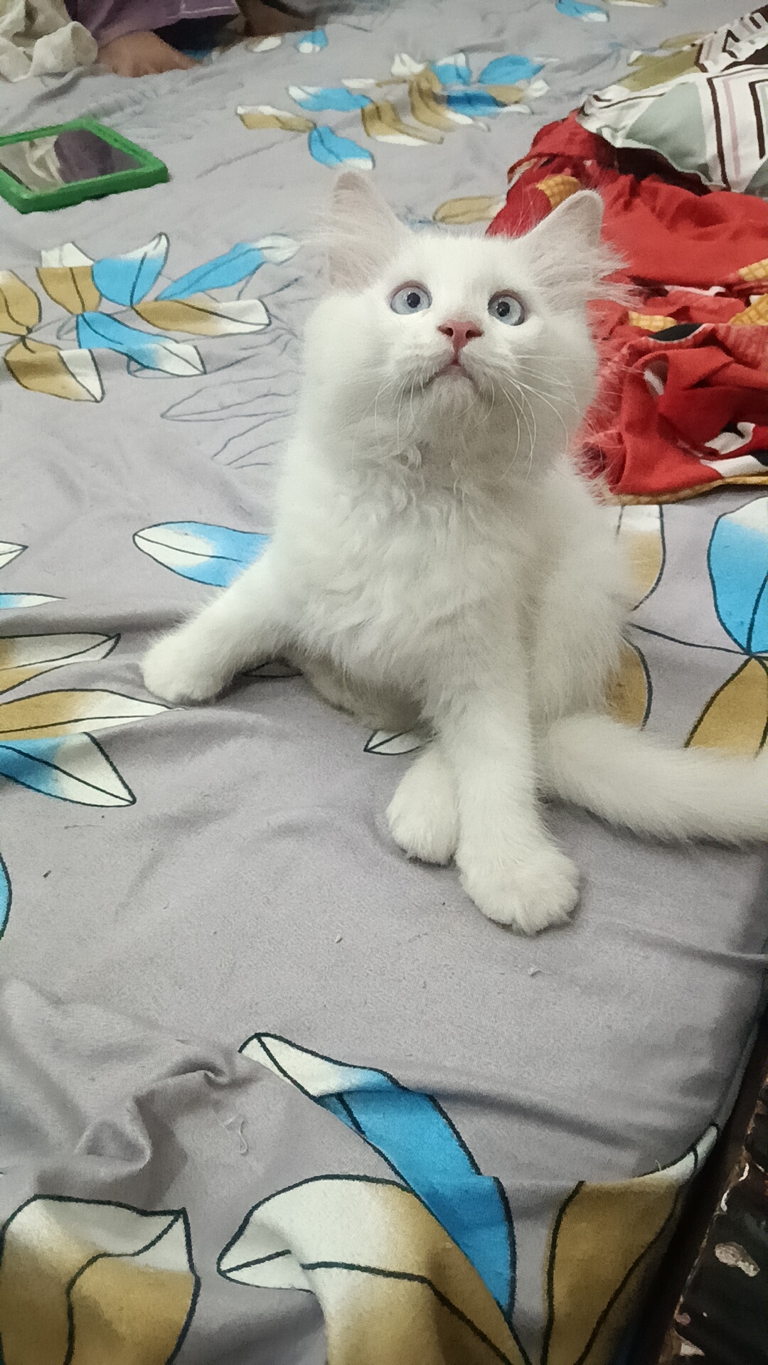 Persian white Kitten