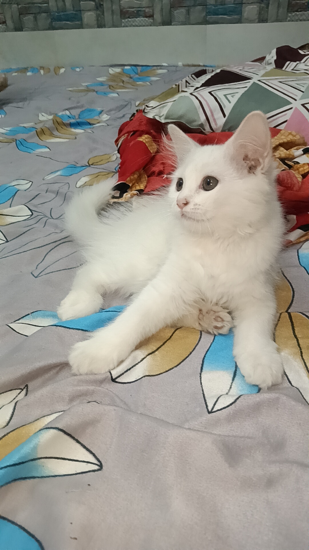 Persian white Kitten