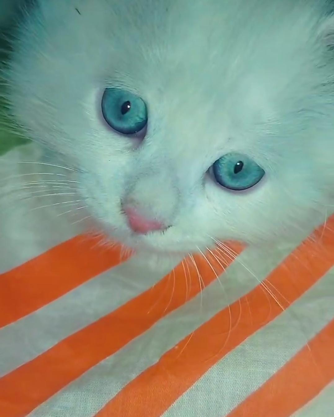 Persian white Kitten