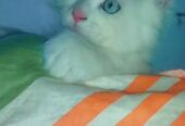 Persian white Kitten