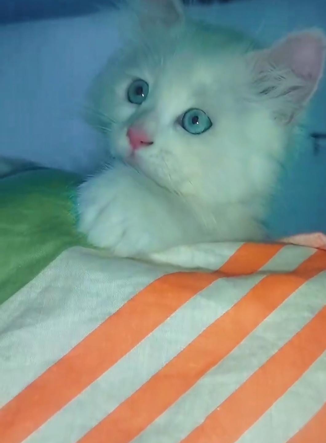 Persian white Kitten