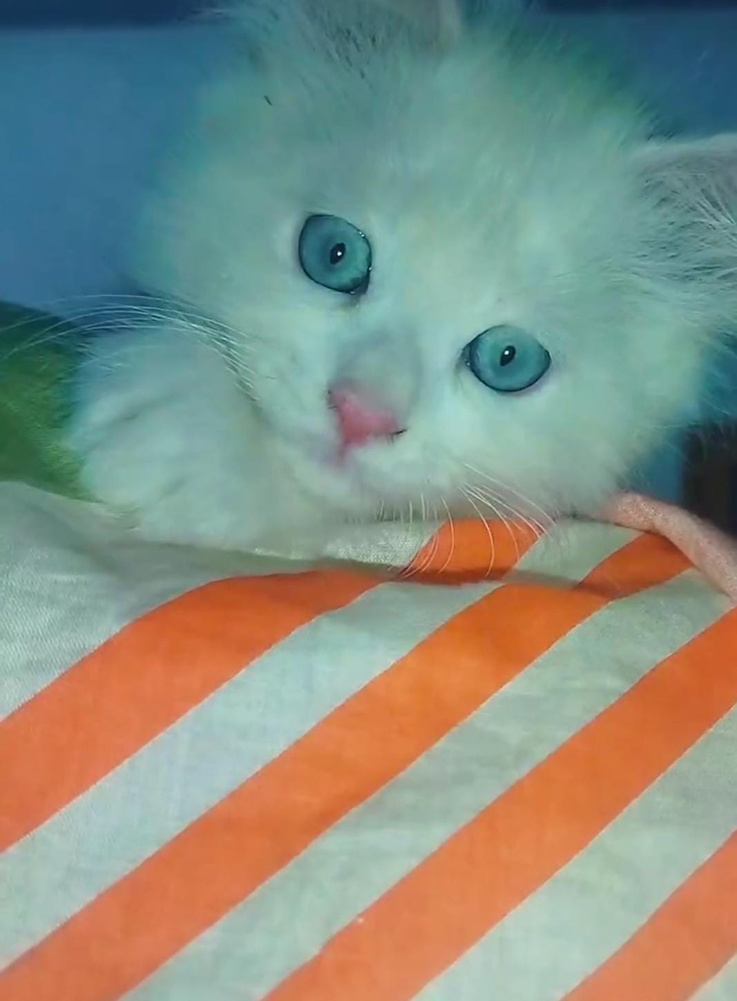 Persian white Kitten