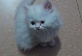 Parcian Kitten