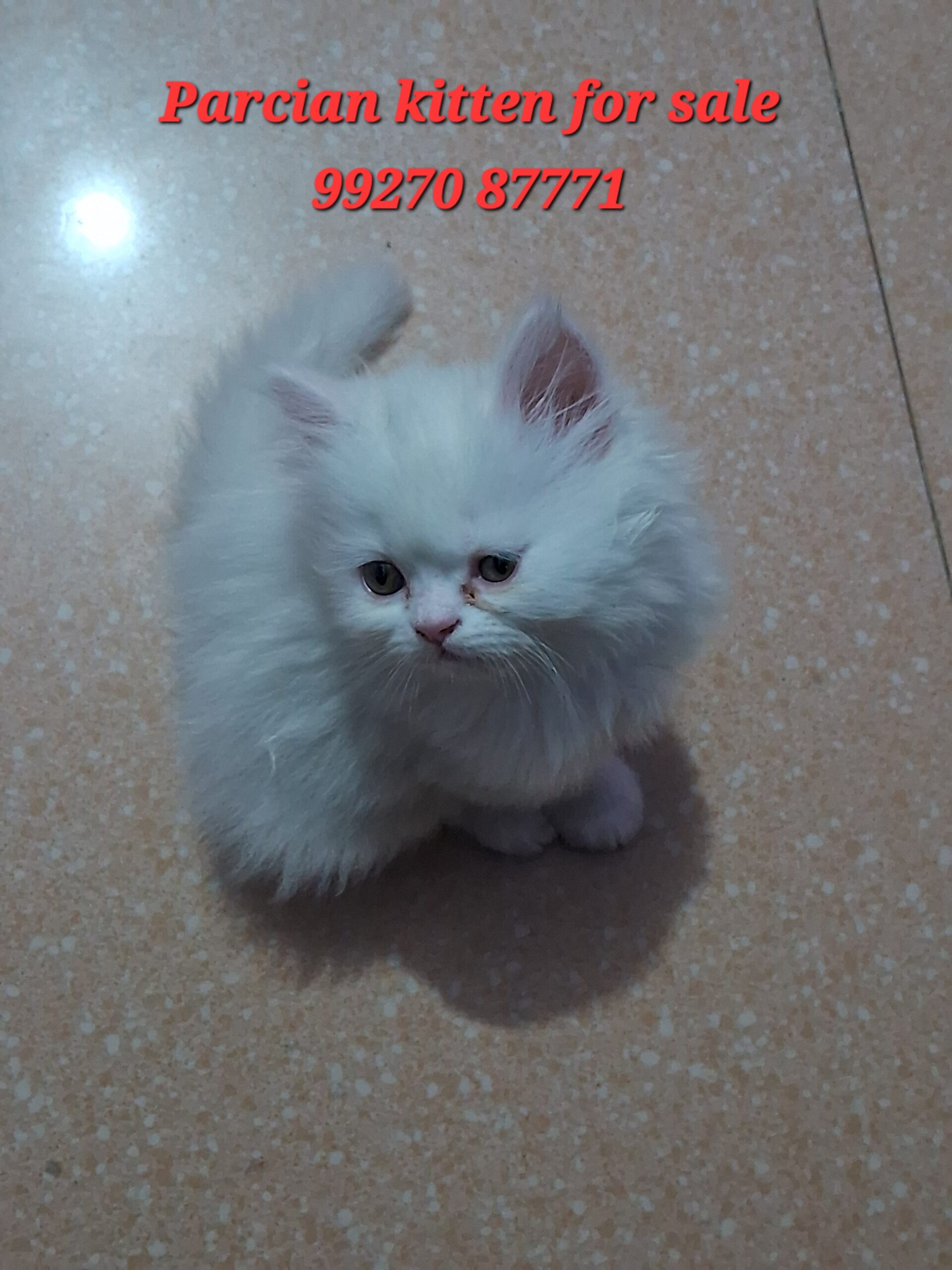 Parcian Kitten