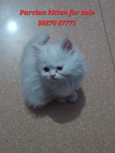 Parcian Kitten
