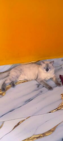 Persian cat