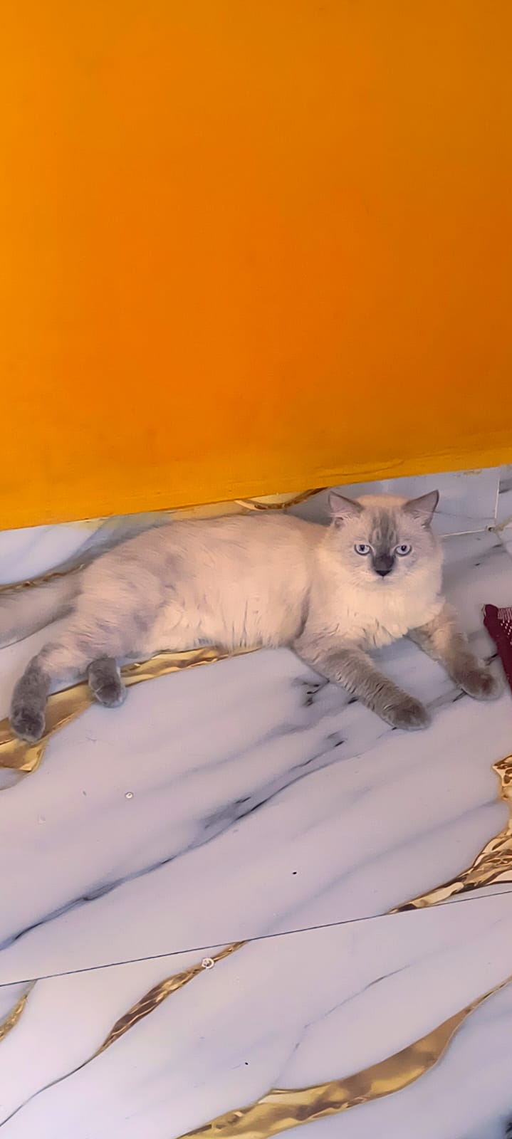 Persian cat