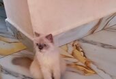 Persian cat