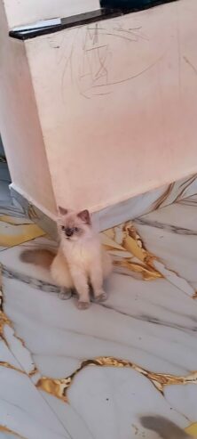 Persian cat