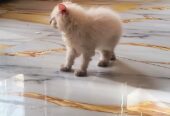 Persian kitten