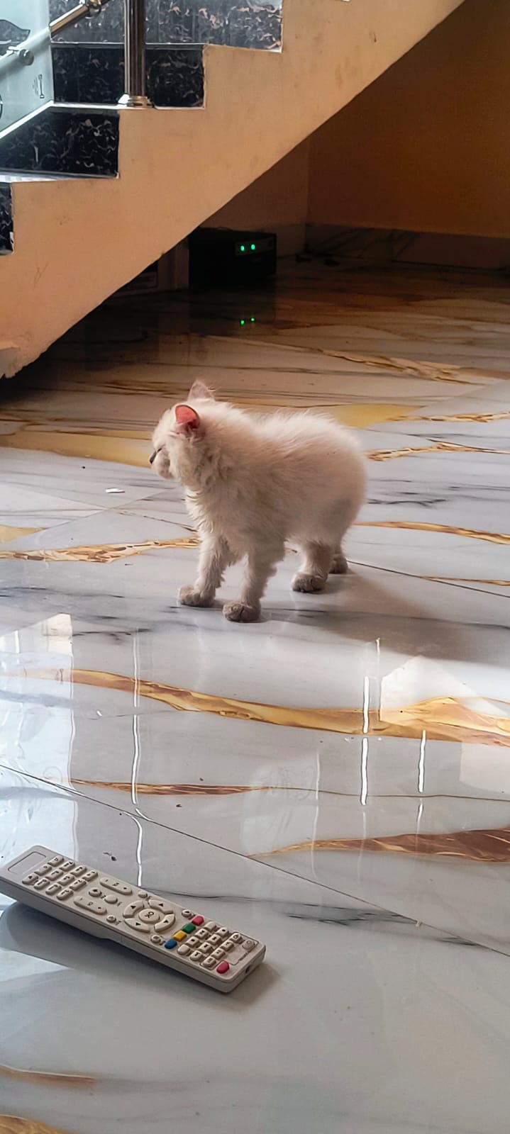 Persian kitten