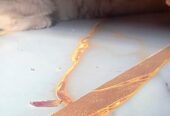 Persian kitten