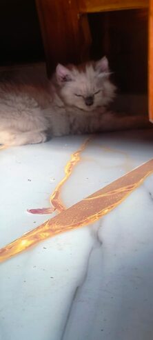 Persian kitten
