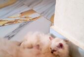 Persian kitten