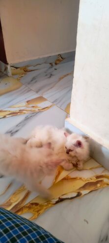 Persian kitten