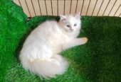 Persain Female kitten
