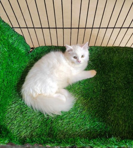 Persain Female kitten