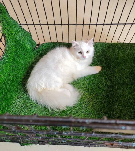Persain Female kitten