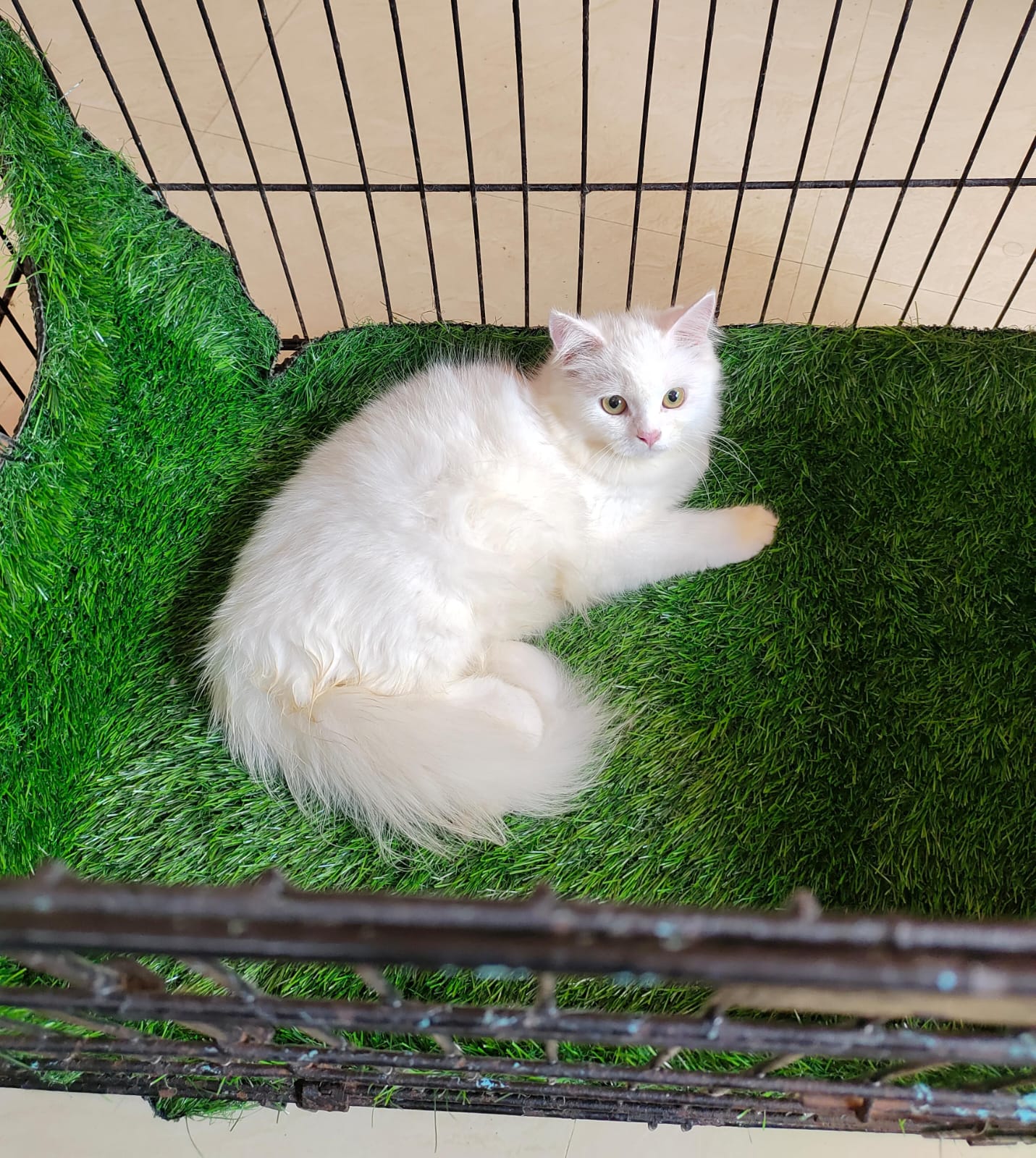 Persain Female kitten