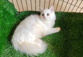 Persain Female kitten