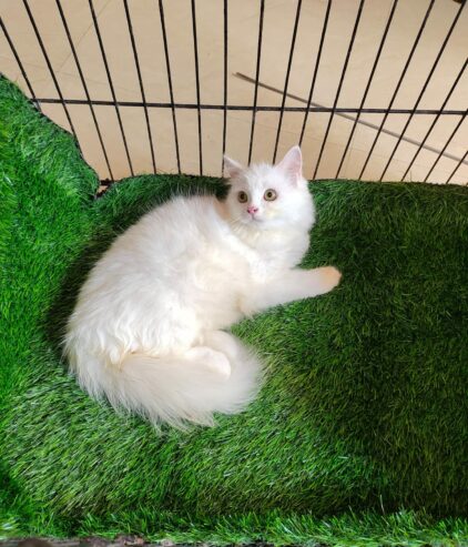 Persain Female kitten