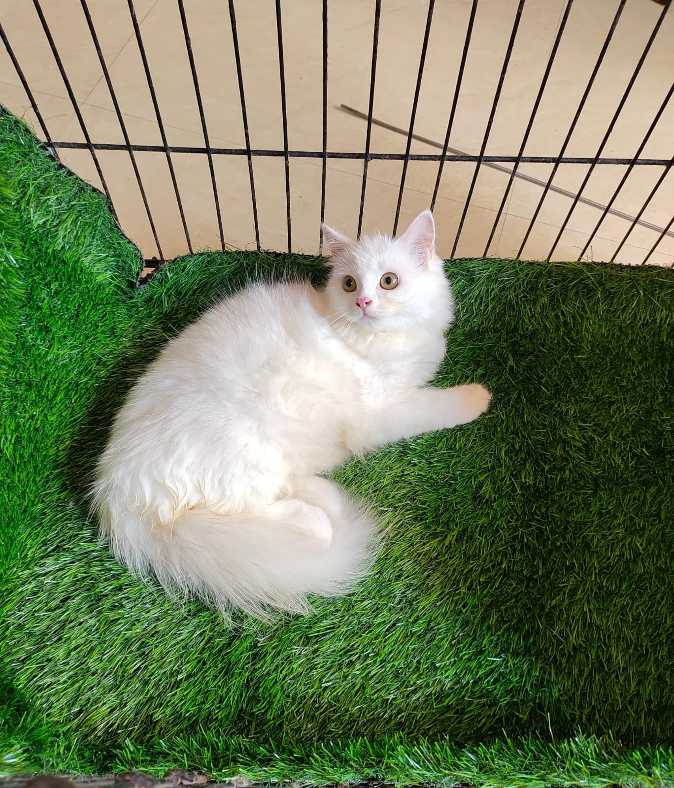 Persain Female kitten