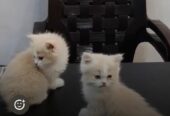 Persian Cat Bio colour