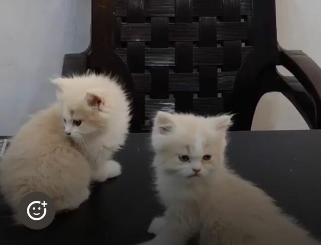 Persian Cat Bio colour