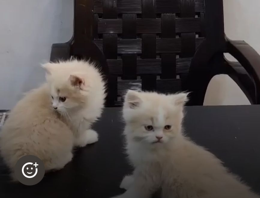 Persian Cat Bio colour